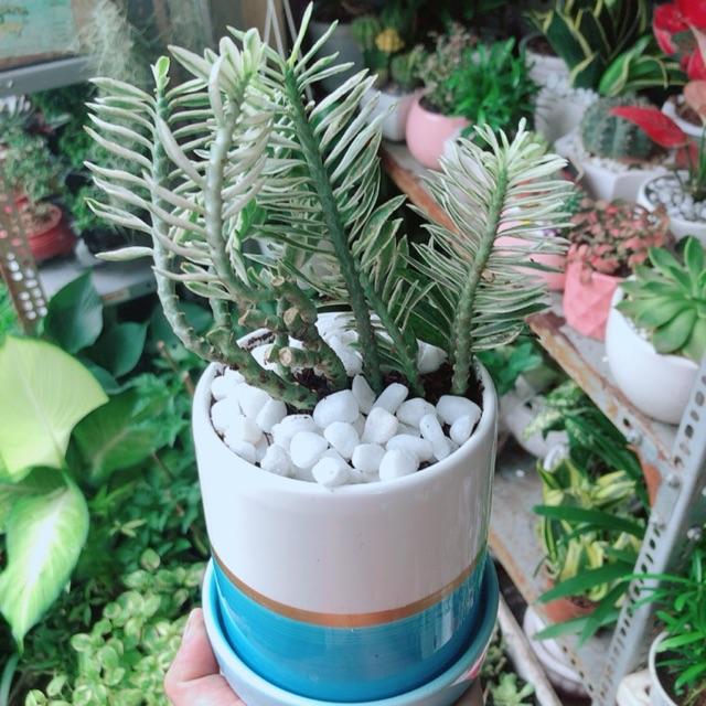 Chậu Cây Chân Rết