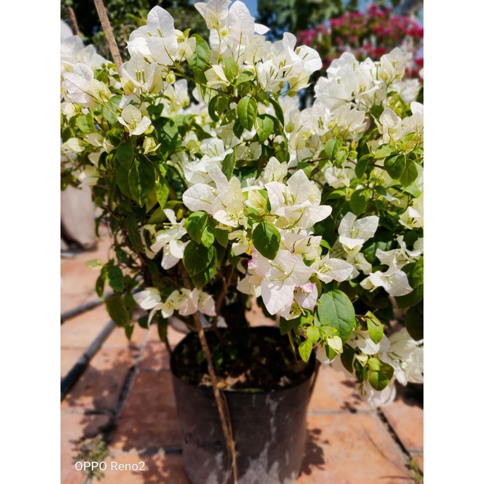 Hoa giấy trắng tuyết thái - chậu cây đang hoa, size cây nhỡ