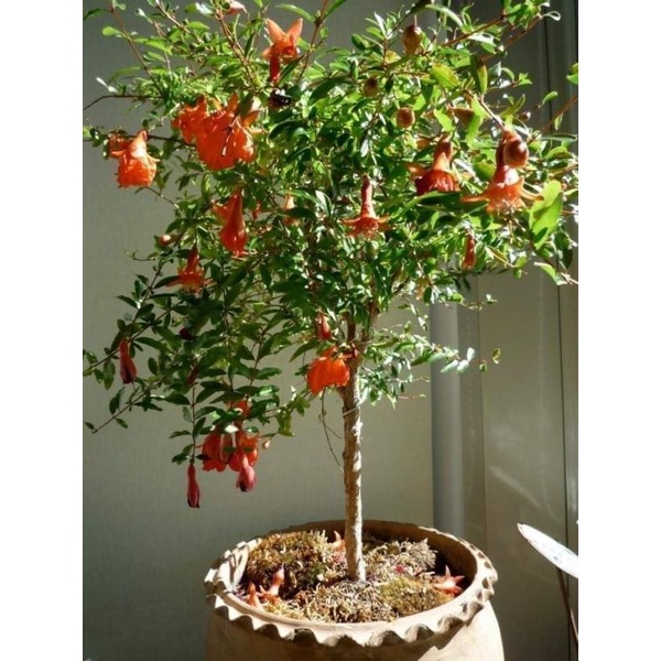 Cây giống lựu đỏ ấn độ siêu sớm