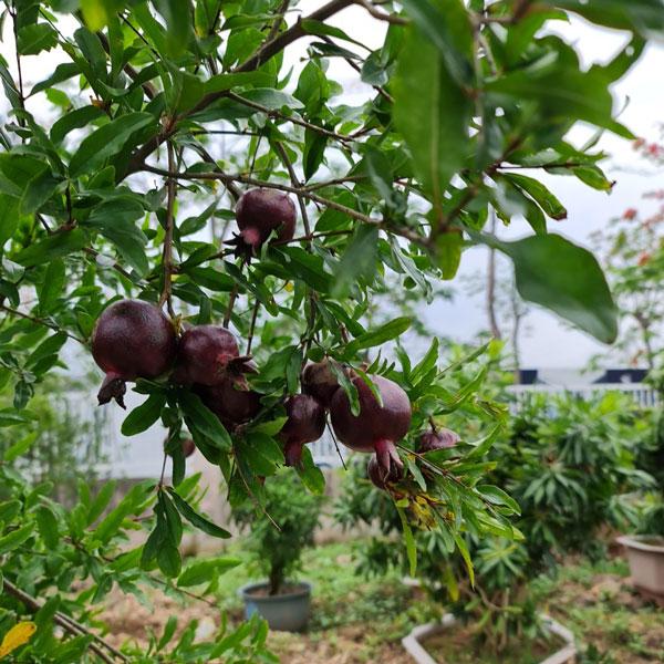 Cây giống Lựu Tím