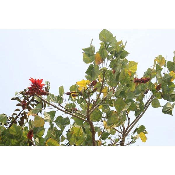 Cây lá vông nem giống -cây ươm bầu