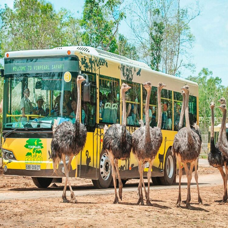 Phú Quốc: VinWonders - Vinpearl Safari - Hòn Thơm Nature Park - Cáp Treo Vượt Biển