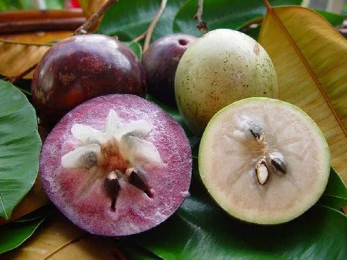 Câu VÚ SỮA TÍM ghép, cây giống chuẩn mập, to siêu quả, cho trái sau 1 năm trồng