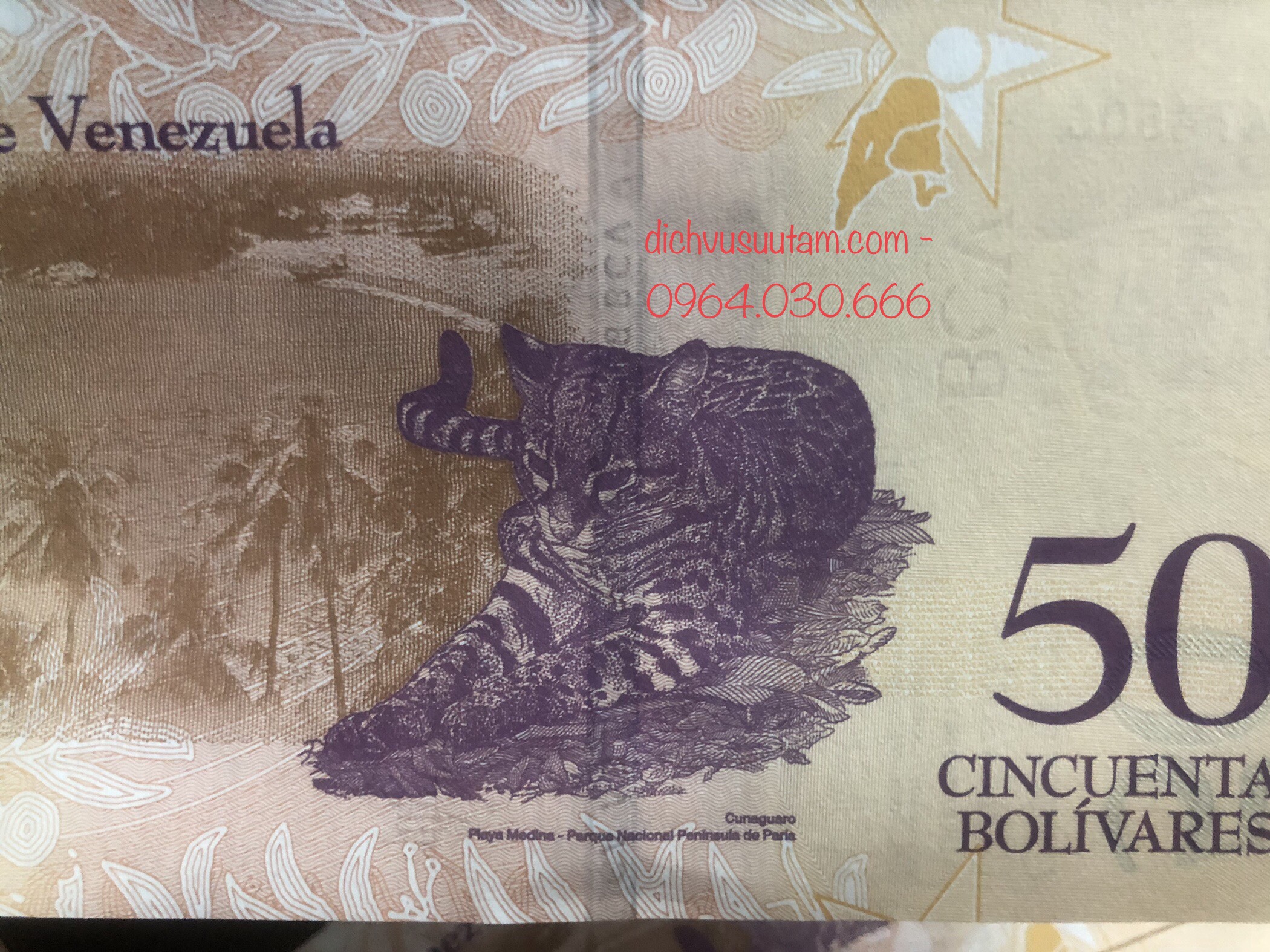 Tiền lì xì Tết 2023 của Venezuela hình con Mèo sưu tầm