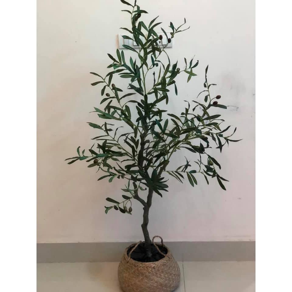 Cây oliu 1m6, ô Liu Giả decor, Cây Olive Lõi Thép trang trí