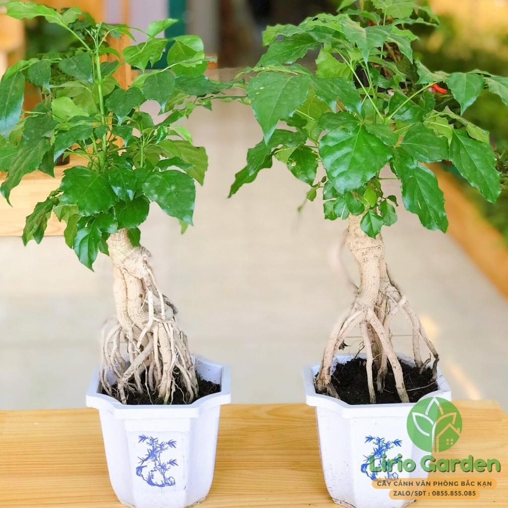 Cây hạnh phúc bonsai