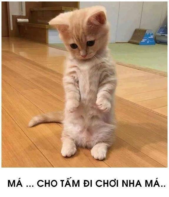 tấm cám phiên bản mèo chapter 1 2