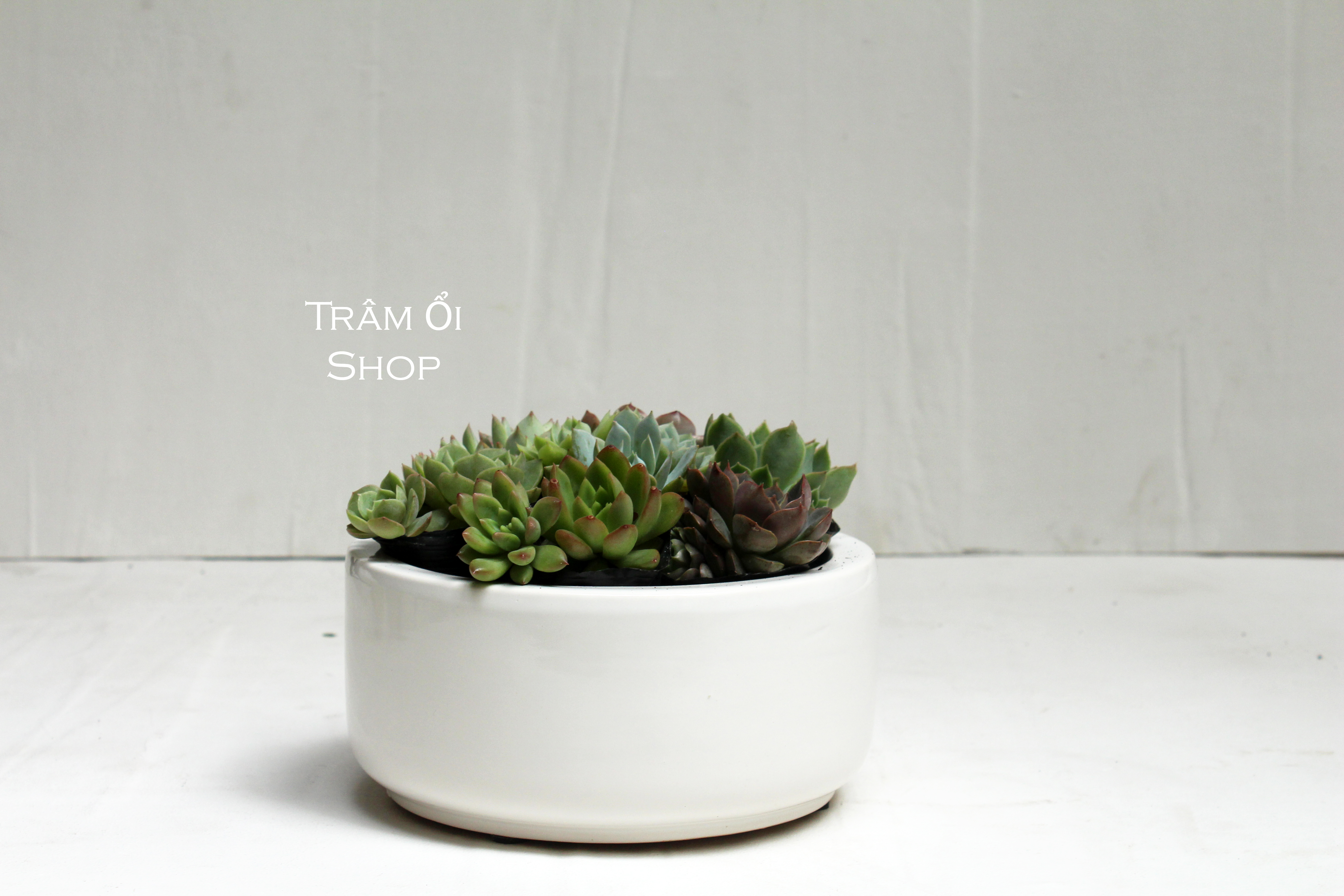 Chậu gốm và cây cảnh