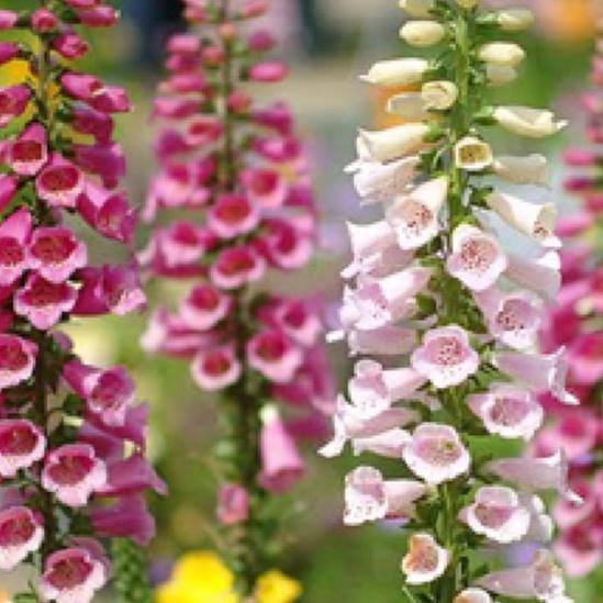 Hạt giống Hoa Mao Địa Hoàng nhiều màu/gói  50 hạt