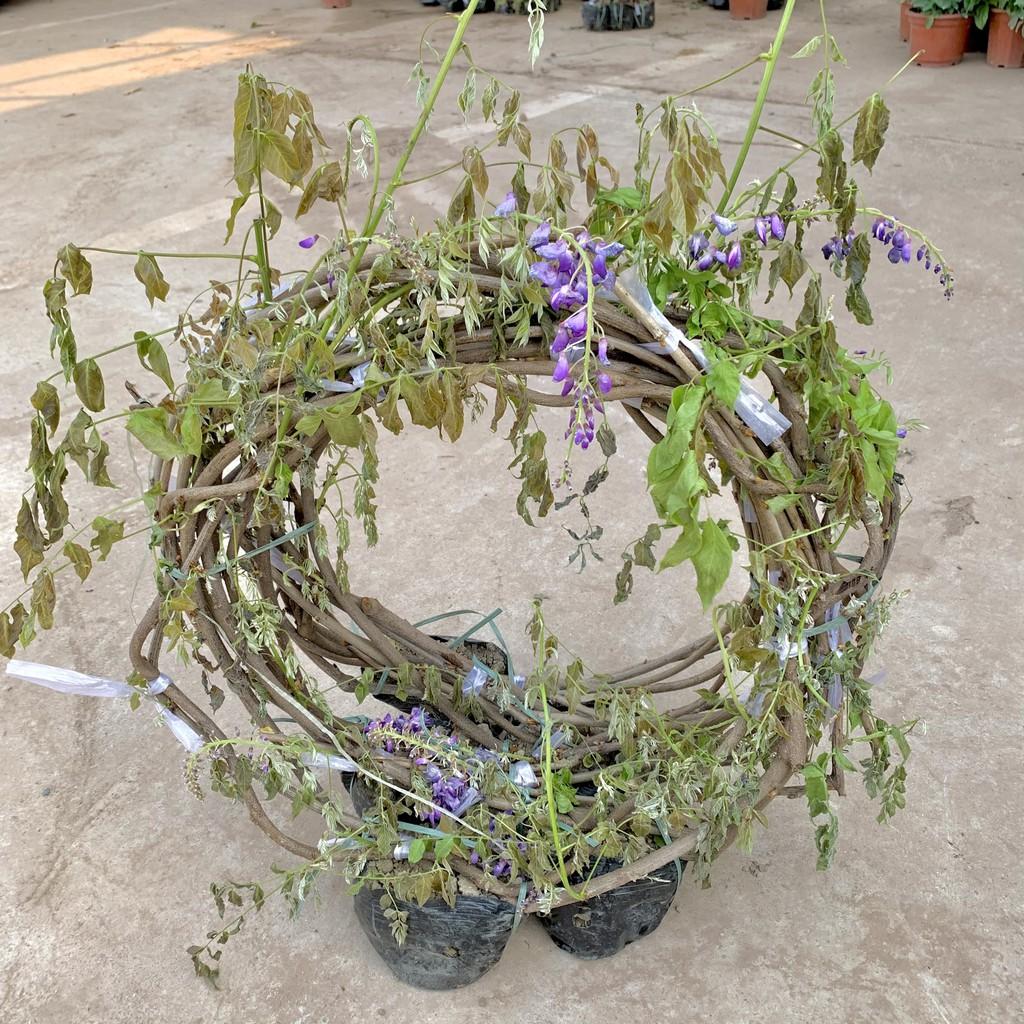 Cây hoa tử đằng dây leo dài 1,5m, mang sắc tím mộng mơ và hương thơm mát dễ chịu, cây hoa leo giàn tạo bóng mát