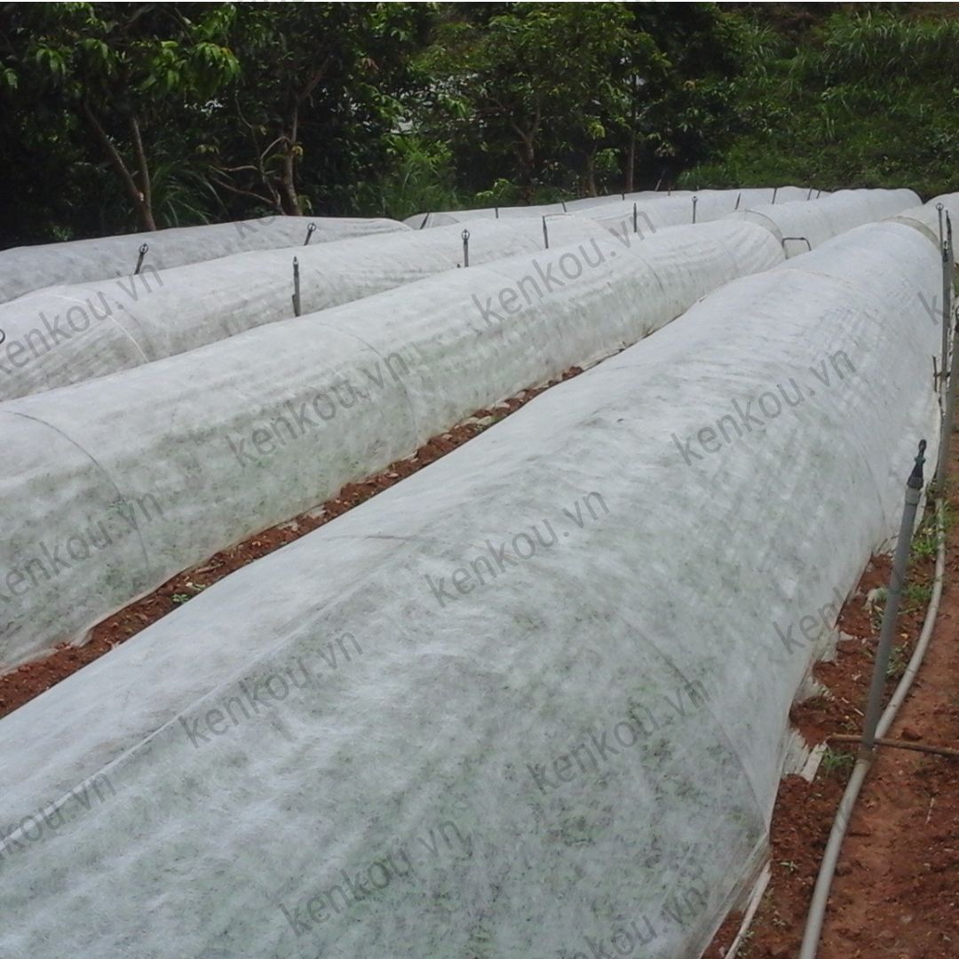 Màng phủ vải không dệt khổ 2.1m x dài 30m Passlite, Paopao Nhật Bản, ngăn sương, ngăn mưa, giữ ấm, thông thoáng