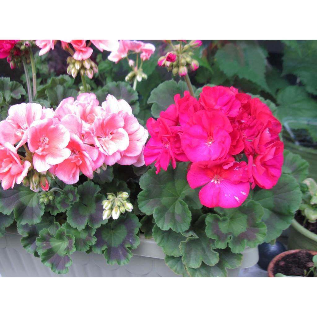 Hạt Giống Hoa Phong Lữ Thảo Mix F1