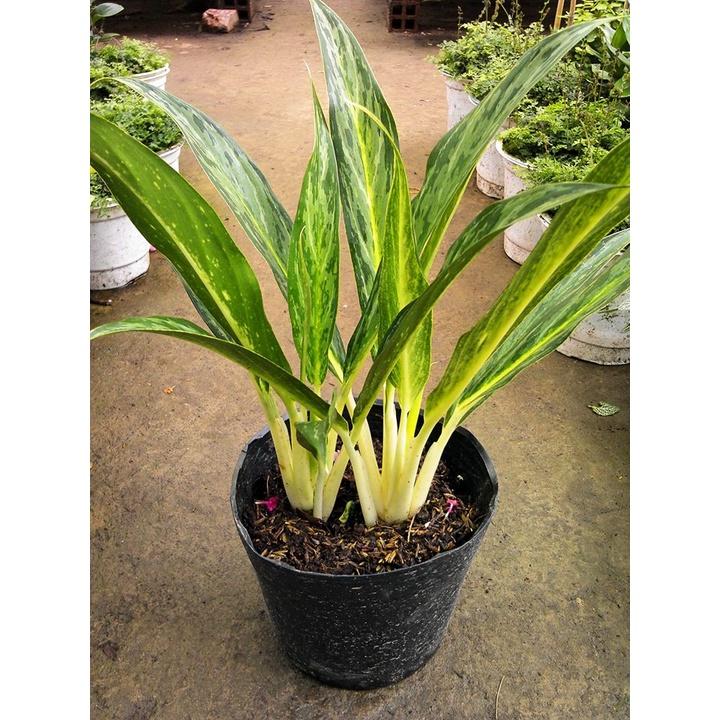 CÂY GIỐNG CÂY GIỮ TIỀN