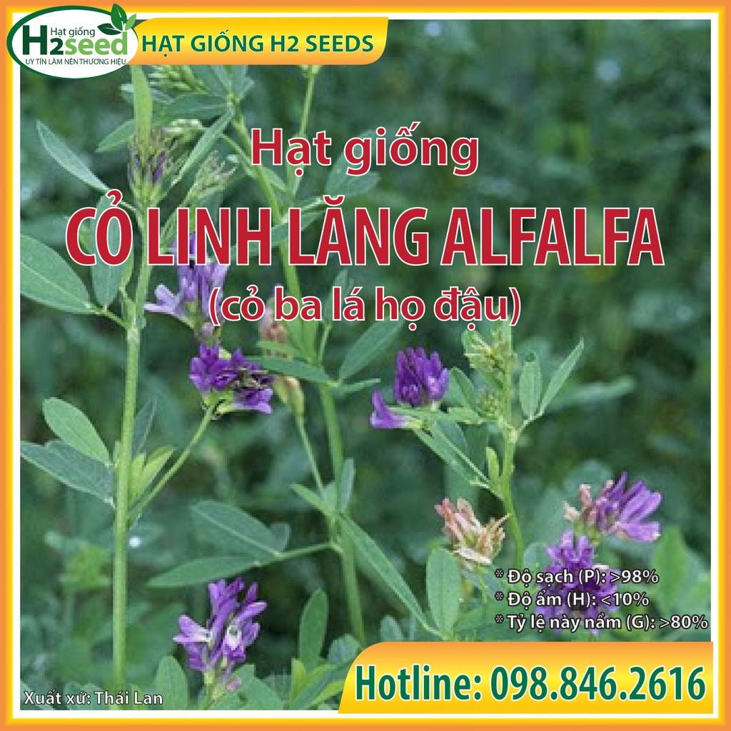 Hạt Giống Cỏ Linh Lăng ALFALFA - gói 100g - Hạt cỏ siêu dinh dưỡng cho chăn nuôi dành cho dê, cừu, thỏ...