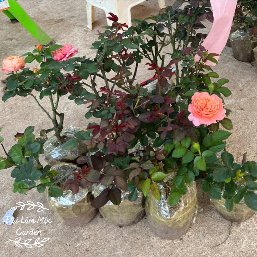 Hoa Hồng ngoại leo LADY OF SHALOTT vàng cam - bầu cây giống phát triển ổn định