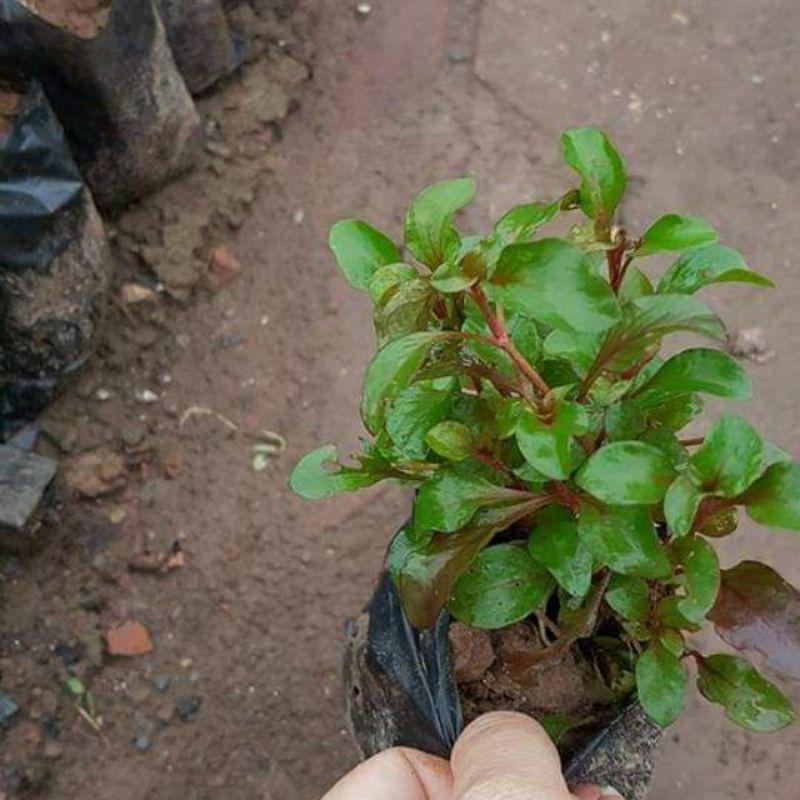 1 bụi giống cải xoang nhật