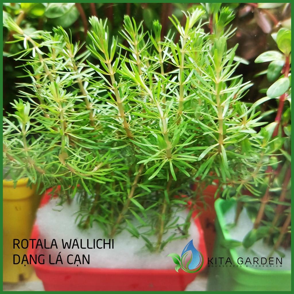 Cây thủy sinh Rotala Wallichii - Dễ Trồng - Cây Dạng Cạn
