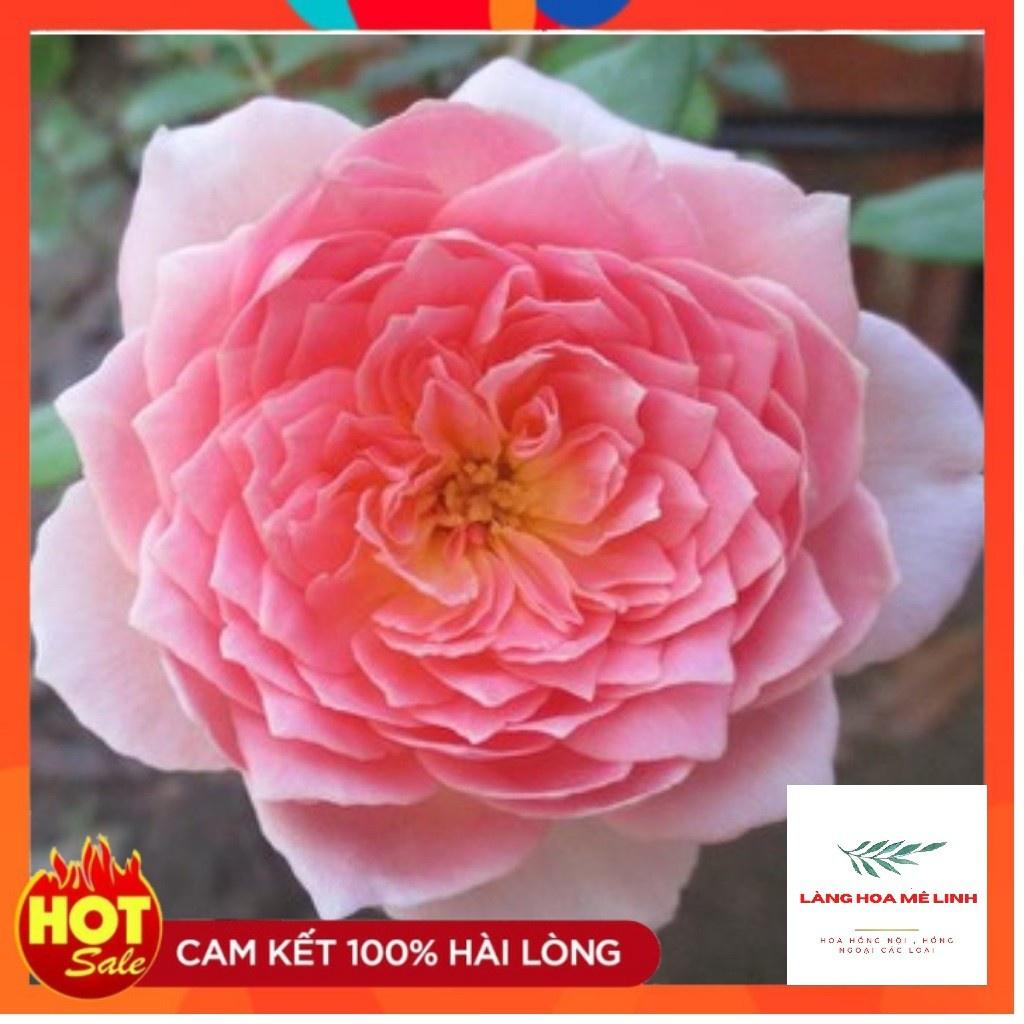 cây Hoa hồng ngoại Jubilee Celebration rose – Bông lớn – Hương thơm đậm