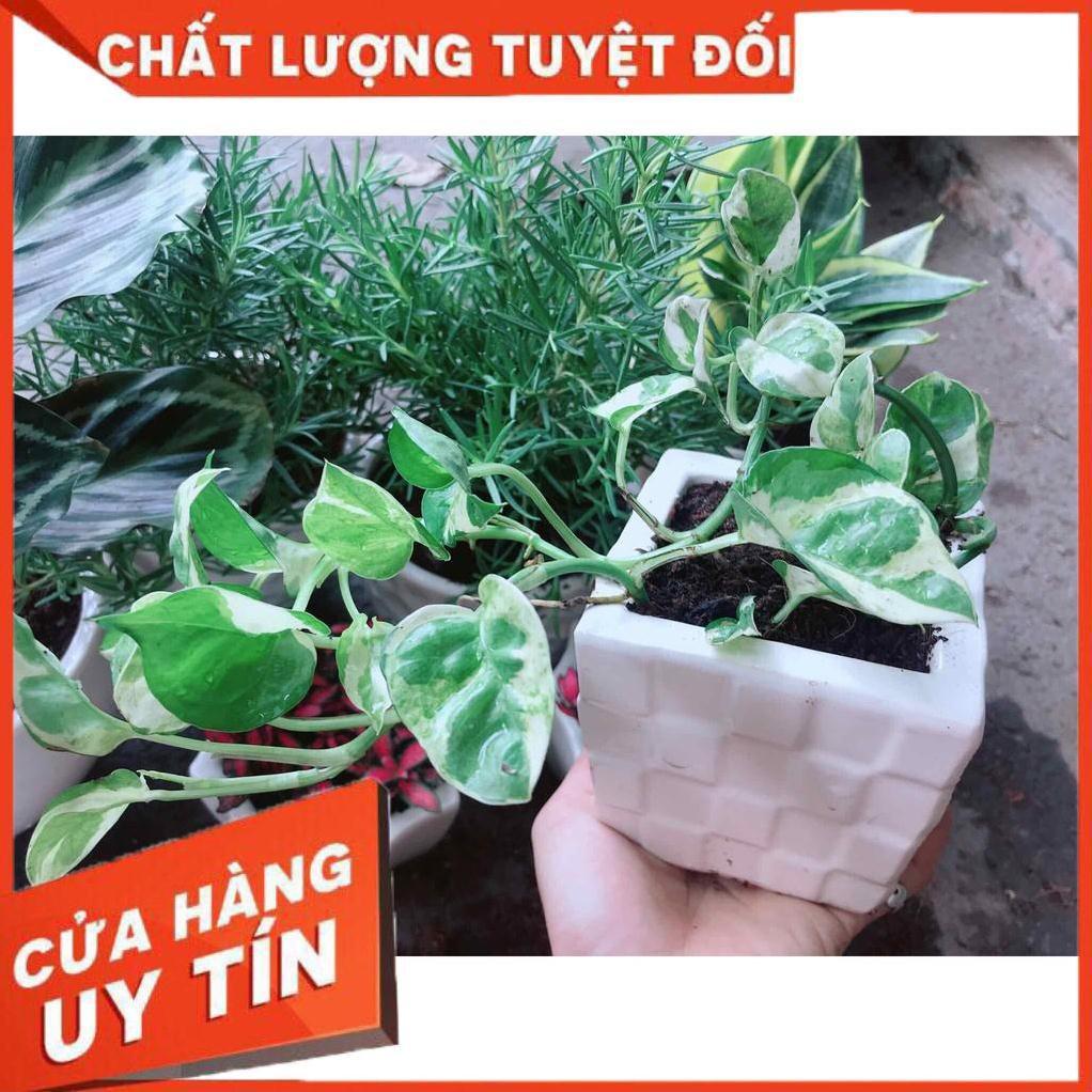 Chậu trầu bà sữa Nhiều Người Mua