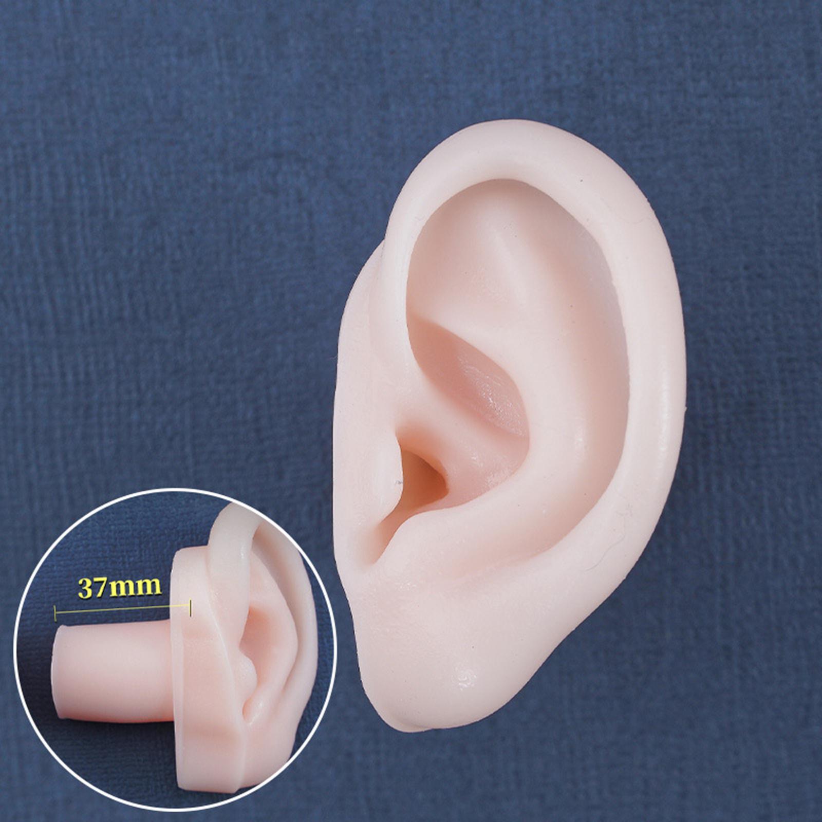 Simulation Ear Model Super Soft Teaching Aids Science for Practice