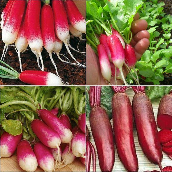 Combo 5 gói hạt giống củ cải các loại