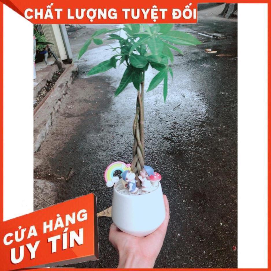 Chậu sen đá tiểu cảnh 17