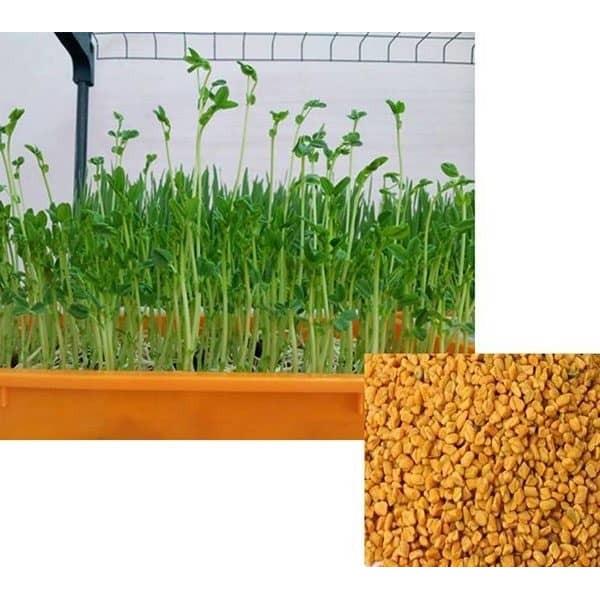 Hạt giống mầm thảo dược Methi Phú Nông - 20gr/gói