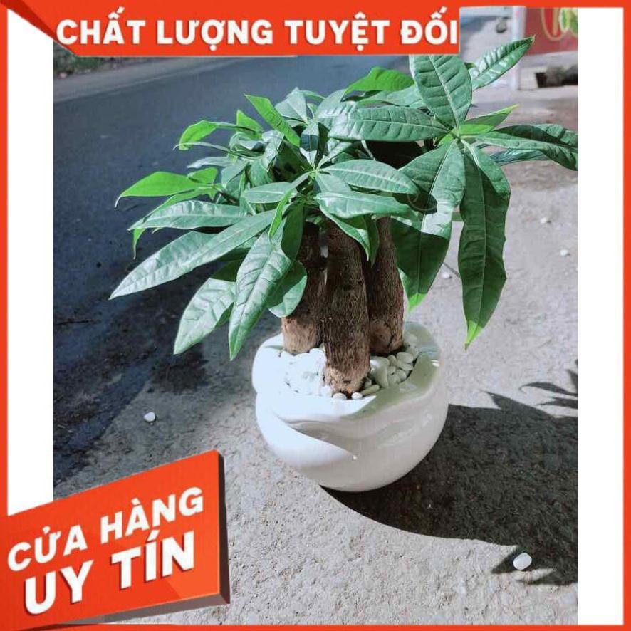 Chậu Kim Ngân 3 Thân Nhiều Người Mua