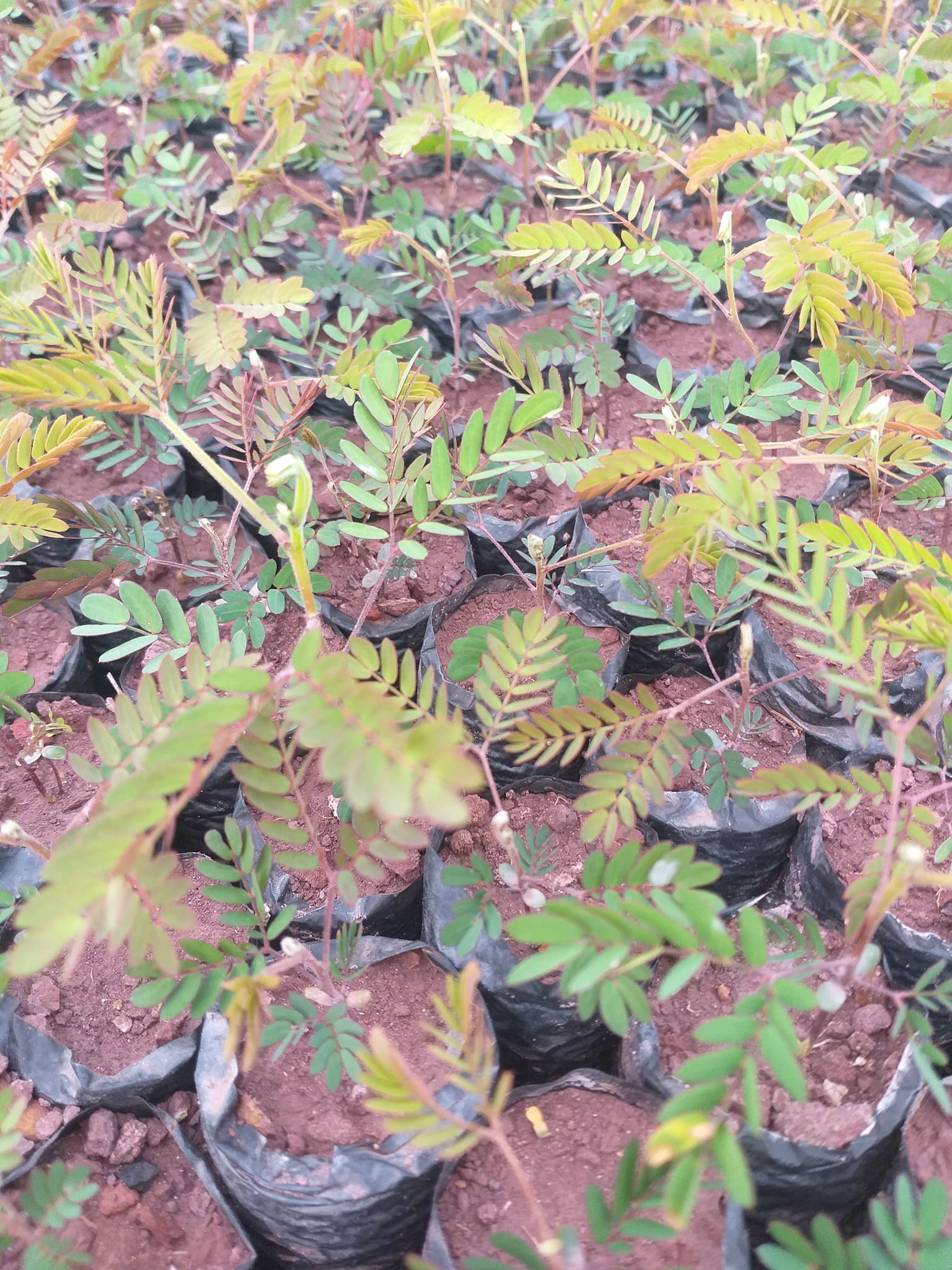 Hạt giống keo tai tượng trồng rừng - gói 100 gram