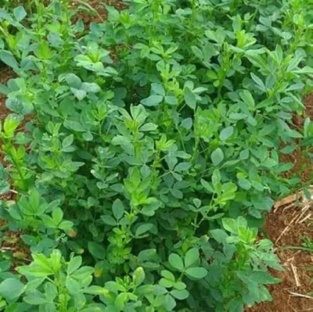 Hạt giống cỏ chăn nuôi linh lăng alfalfa 100g