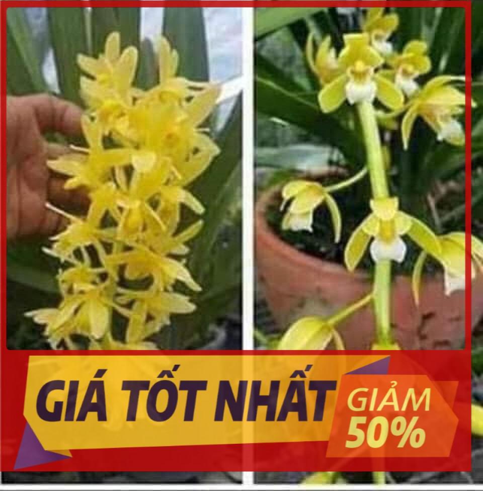 Địa lan kiếm vàng, mặt hoa lai, gửi đi nguyên chậu UY TÍN CHẤT LƯỢNG