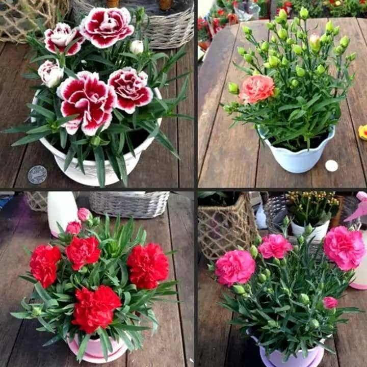 100 hạt giống cẩm chướng chùm nhiều màu