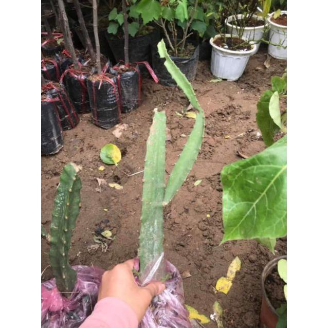 Cây Giống Thanh Long Vàng tặng 2 cây chè xanh
