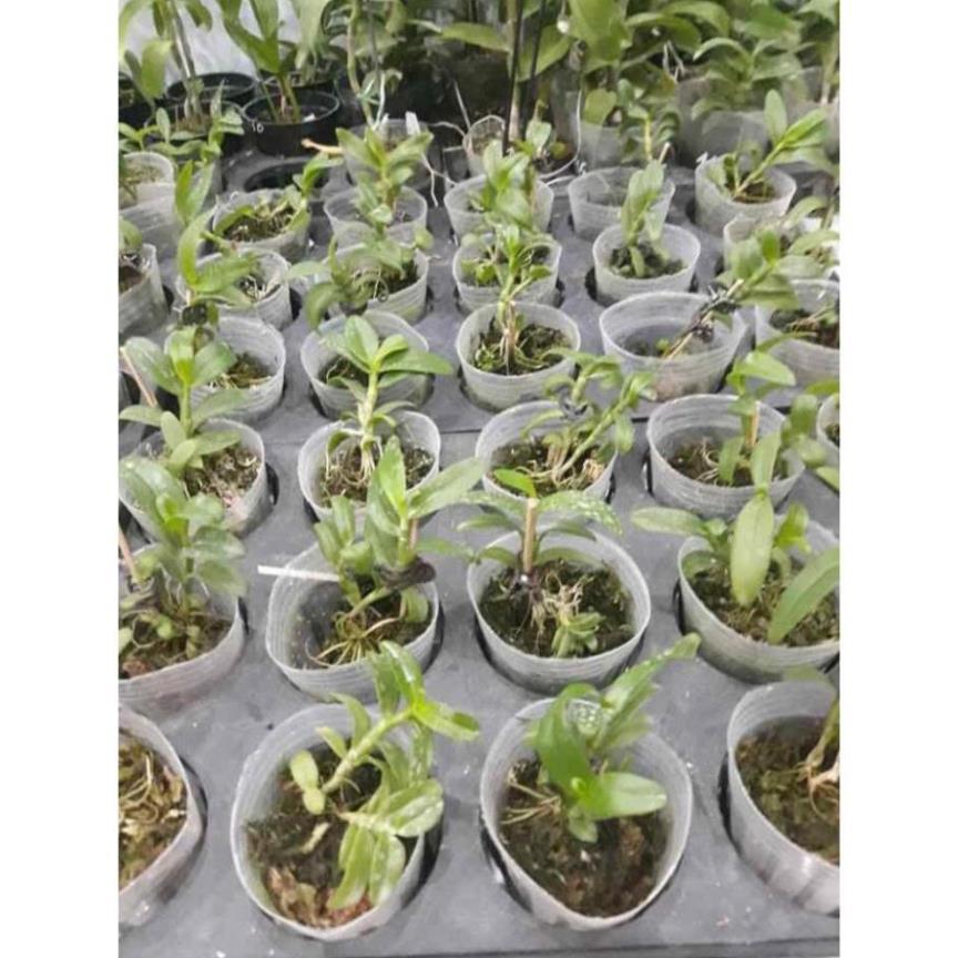 Phong lan phi điệp 5ct mắt nai hoà bình
