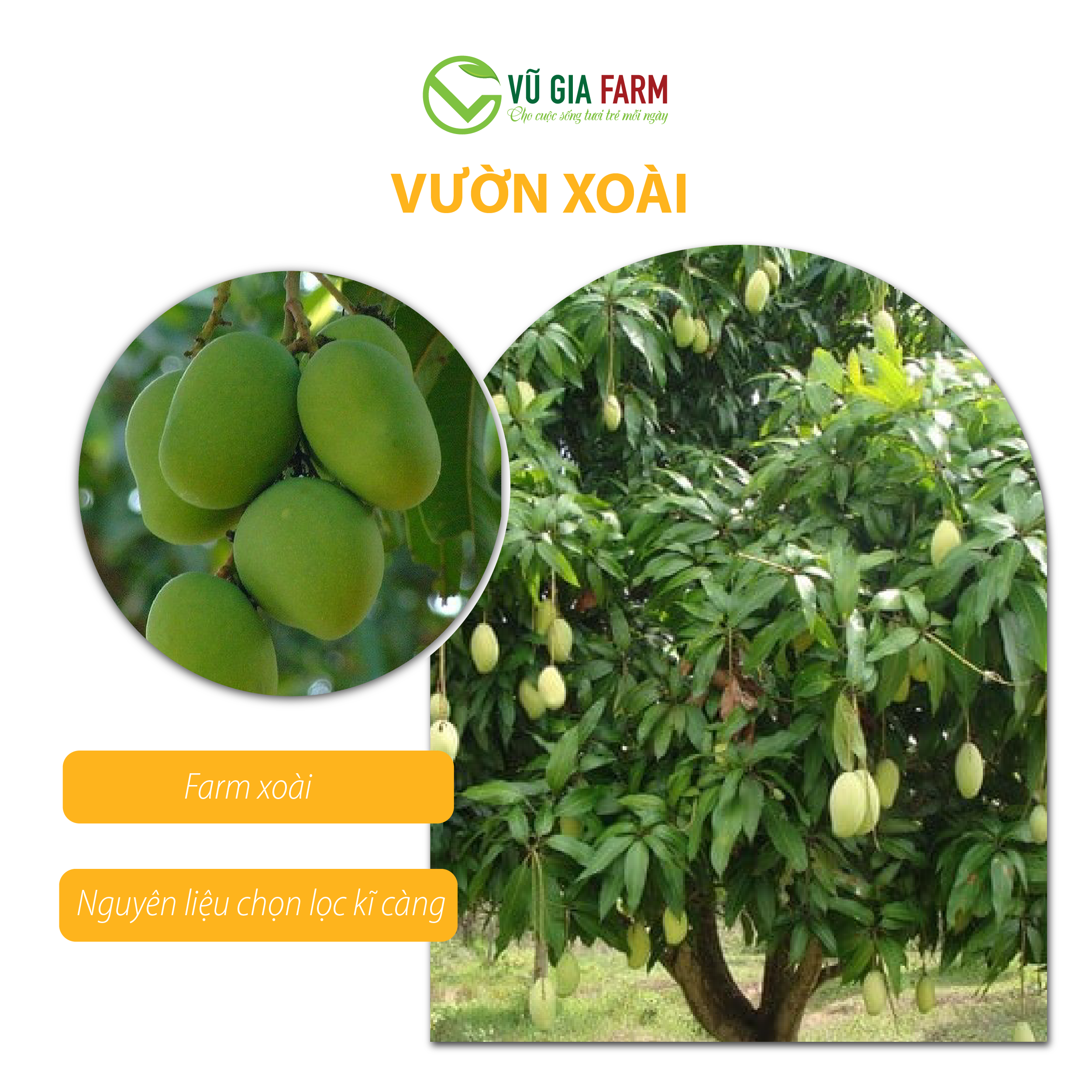 Xoài Sấy Dẻo Nguyên Vị (200g/hộp) - chua ngọt, thơm ngon đặc trưng