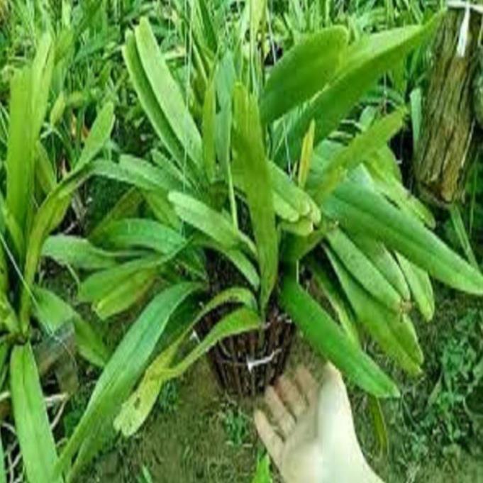 Hoa lan giáng hương đuôi cáo