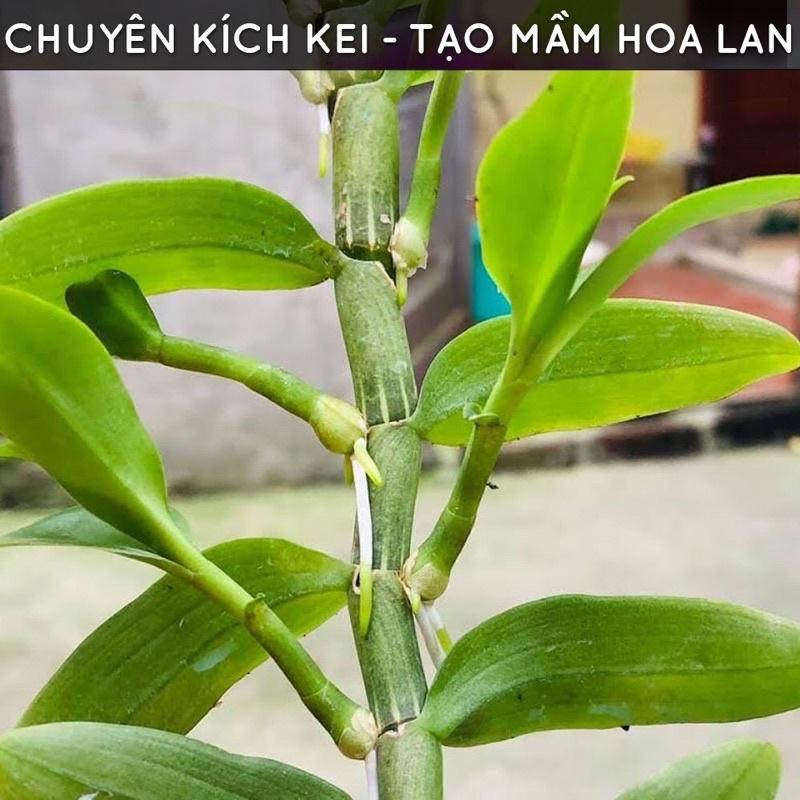 Bộ kích Kie Duy xanh và đỏ dùng kích kie cho lan 10ml