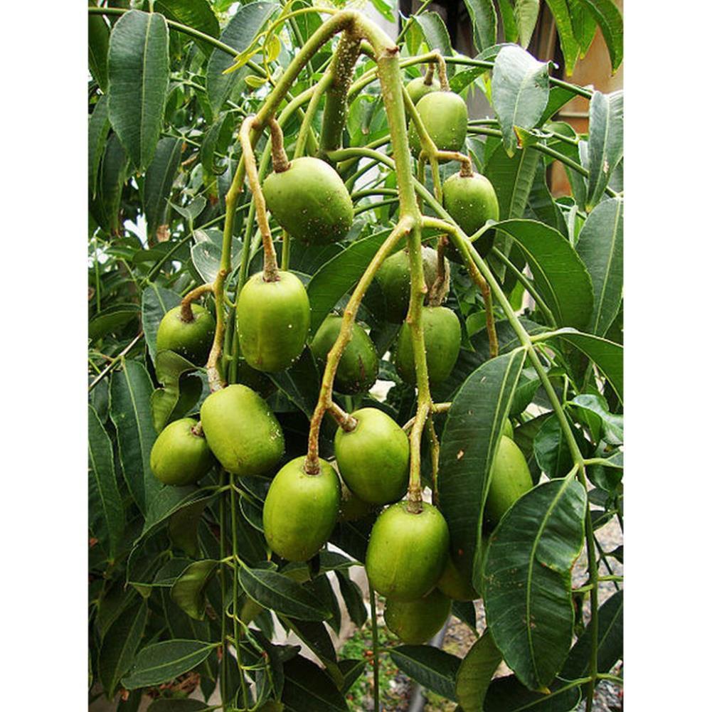 CÂY GIỐNG CÓC THÁI