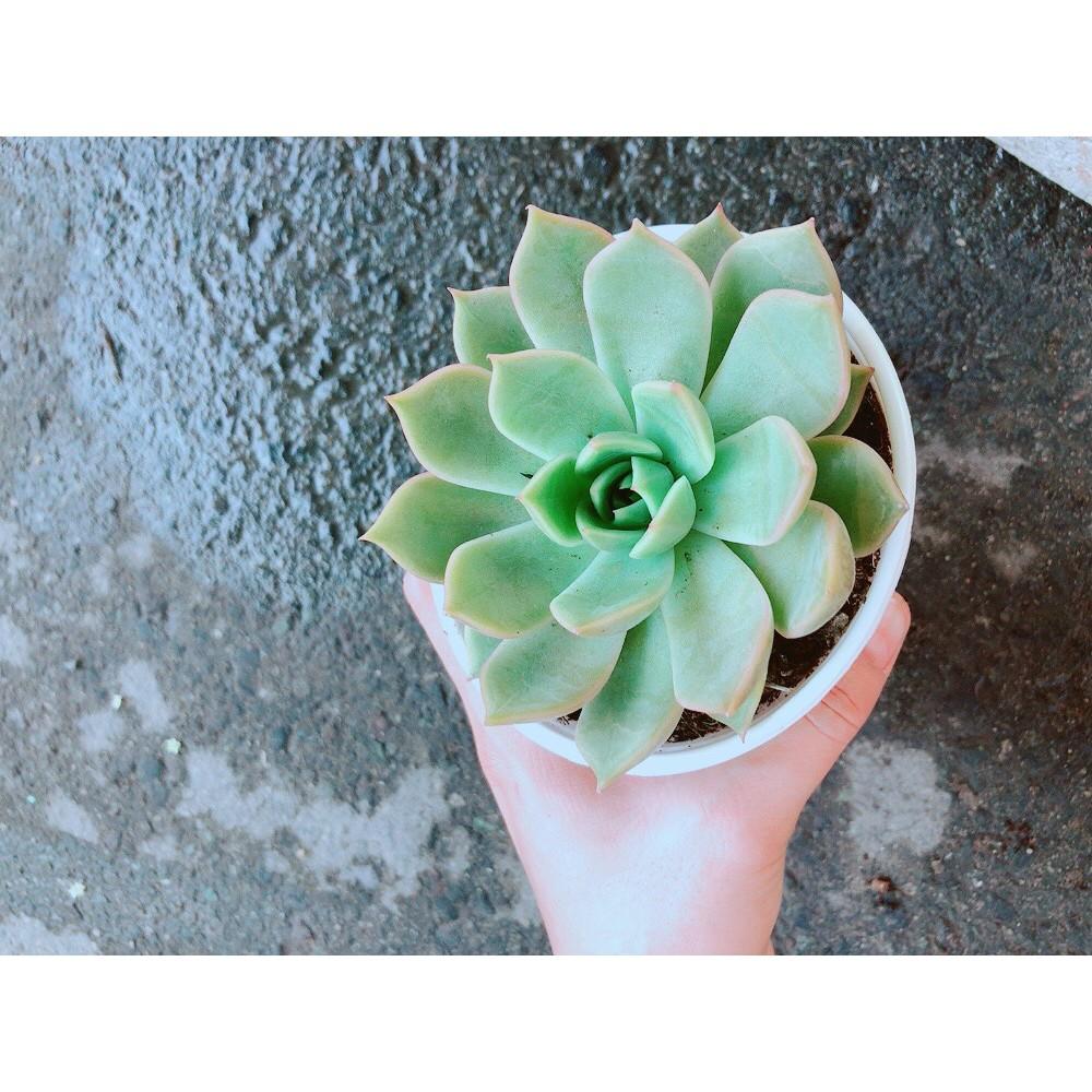 Sen Đá Hồng Cánh Cứng