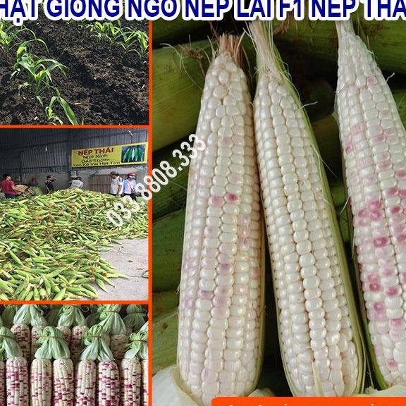 Hạt Giống Ngô Tím Trắng Nếp Lai Nova 100gram