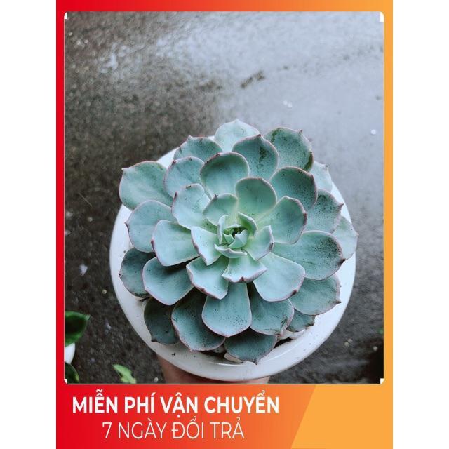 Chậu Sen Đá Hồng Phấn Size Đại