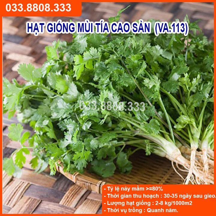 HẠT GIỐNG RAU MÙI TÍA GÓI 20G - NĂNG SUẤT CAO, CỰC DỄ TRỒNG NHANH THU HOẠCH