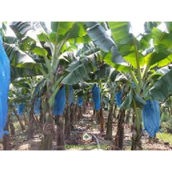 Cây Chuối già nam mỹ giống