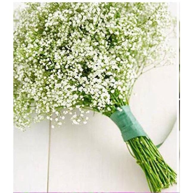 Hạt Giống Hoa Baby Hoa Trắng KNS3636 - Gói 50 hạt