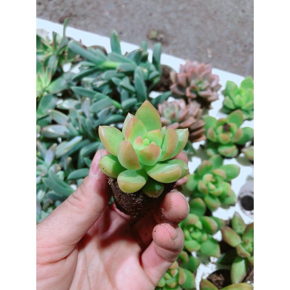 COMBO 12 CÂY SEN ĐÁ