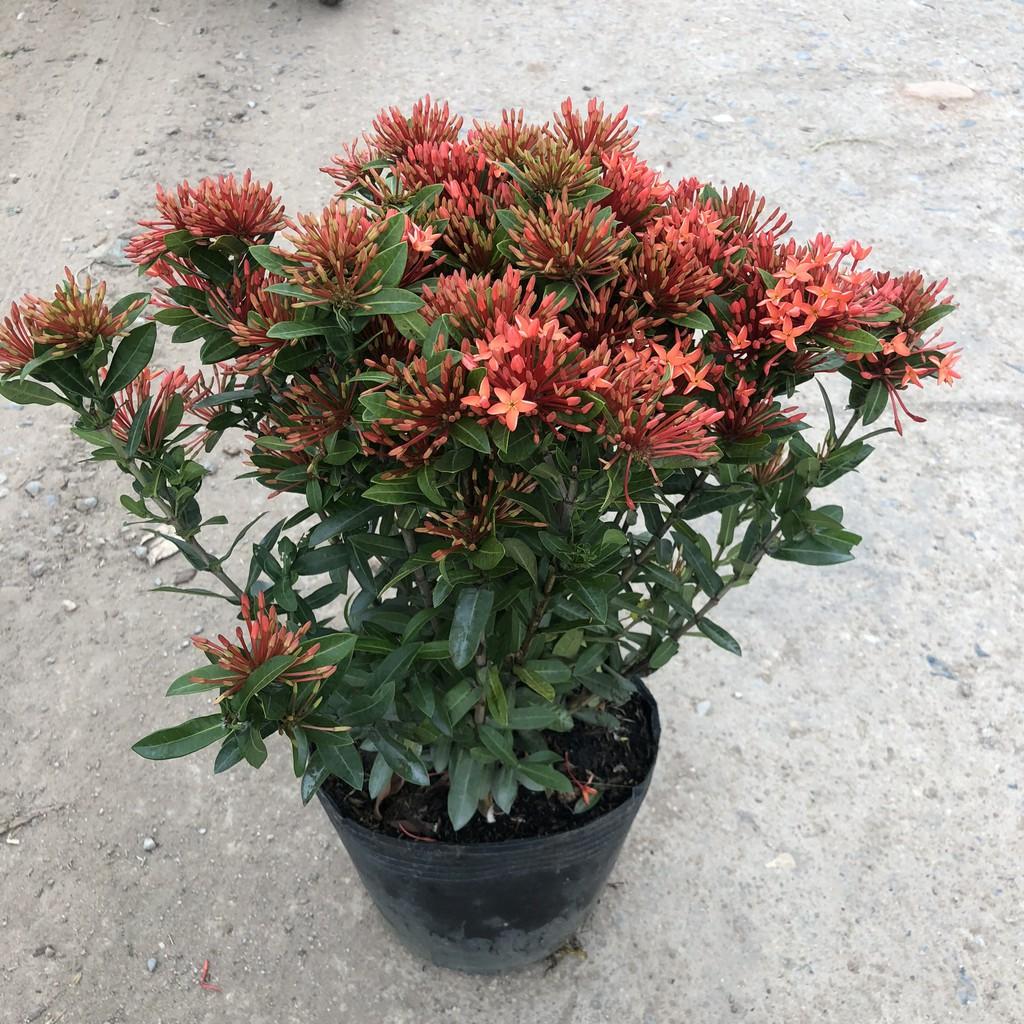 Cây hoa mẫu đơn siêu hoa đủ màu, chiều cao 35cm hoa nở sặc sỡ, cây thích hợp trang trí hàng rào, sân vườn