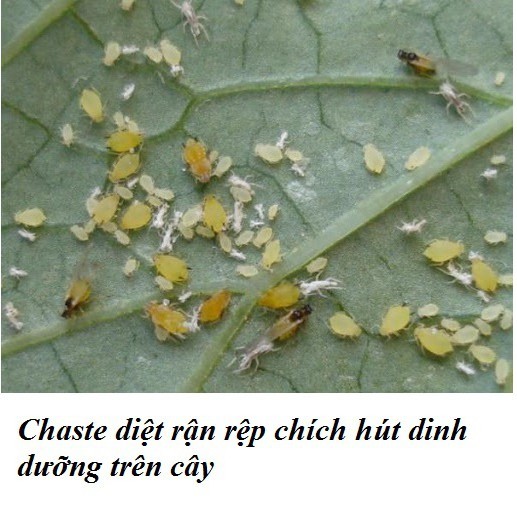 Chế phẩm chuyên bọ trĩ, bọ phấn trắng, sâu ăn lá, rận rệp hại hoa hồng, hoa mai, phong lan dung thay radiant (Chaste)