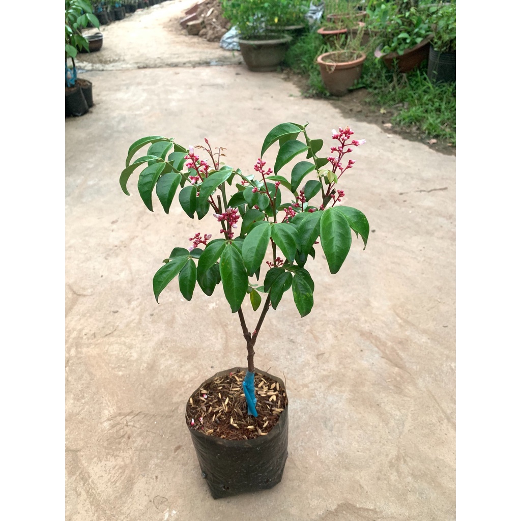 Cây Giống Khế ngọt THÁI LAN - GIỐNG MỚI - NĂNG SUẤT CAO