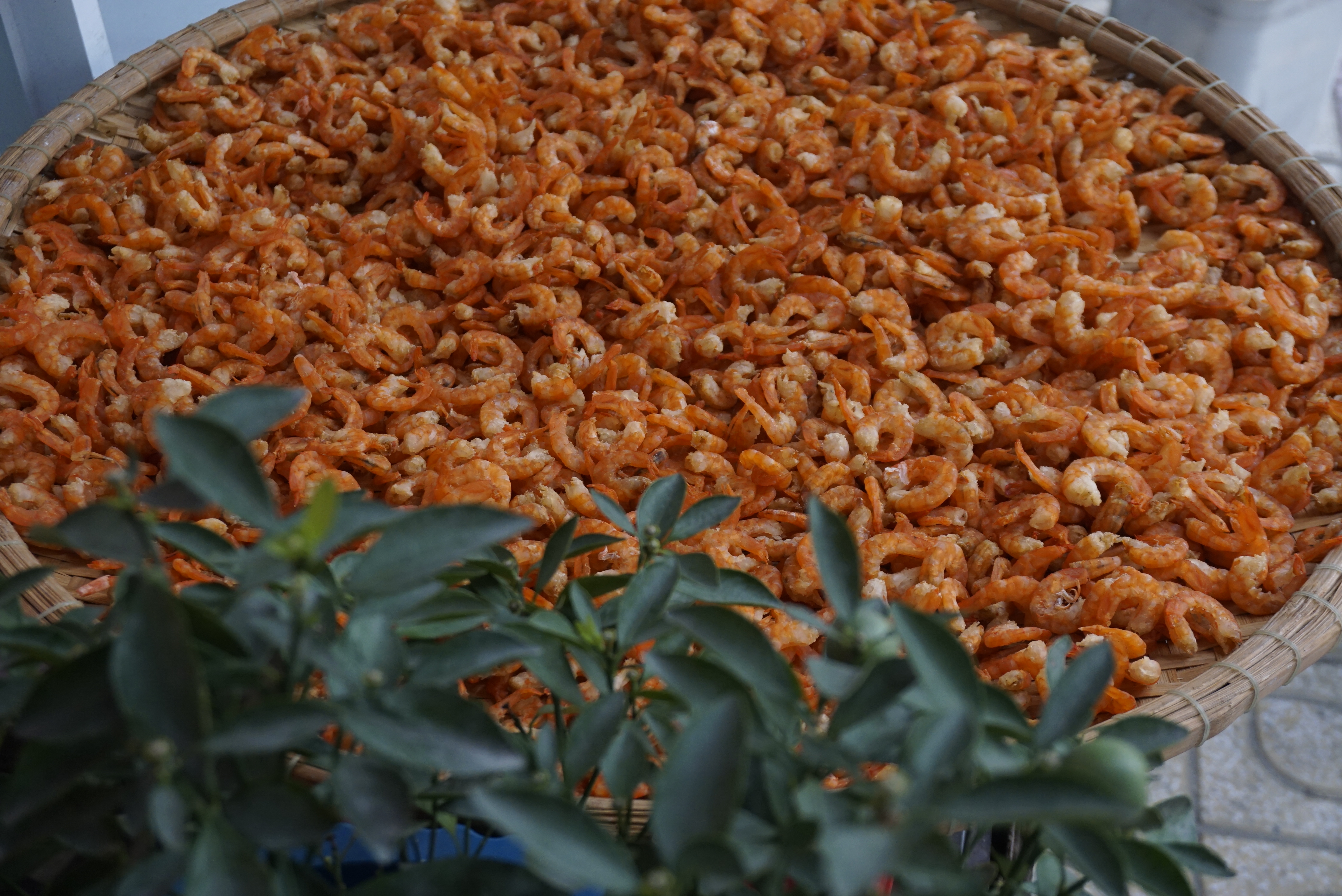 Đặc Sản Nha Trang -Tôm Khô Nha Trang Loại 1 Ngọt Thịt Size Trung, Seavy Gói 200g