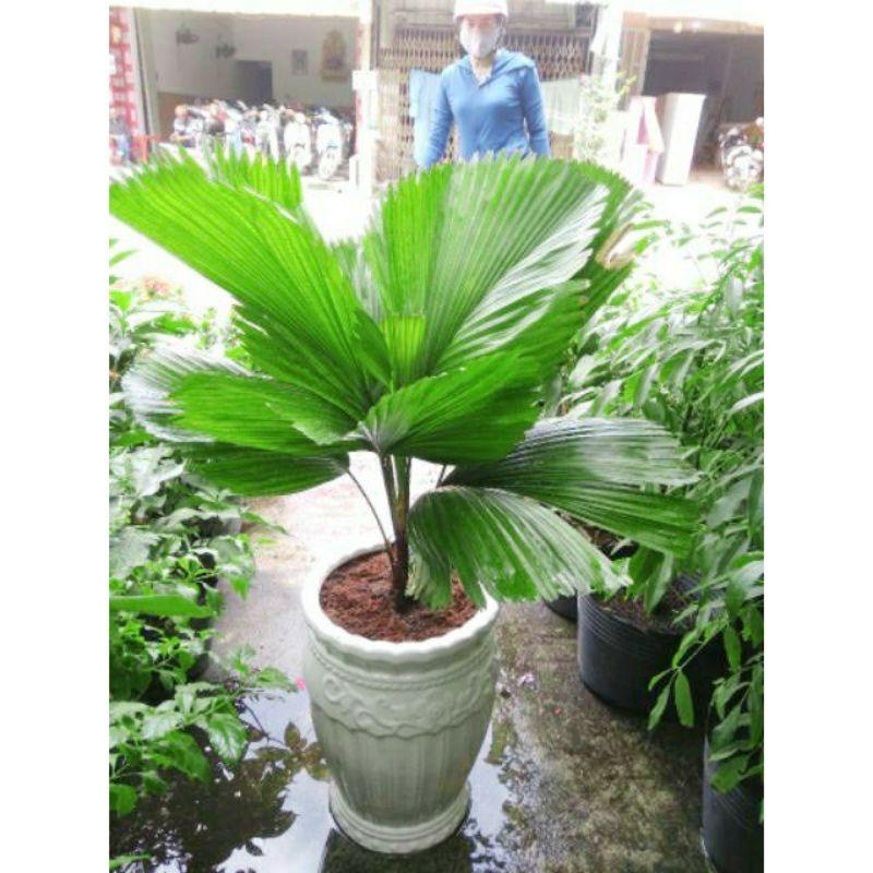 Cây Cọ Nhật Loại Lớn
